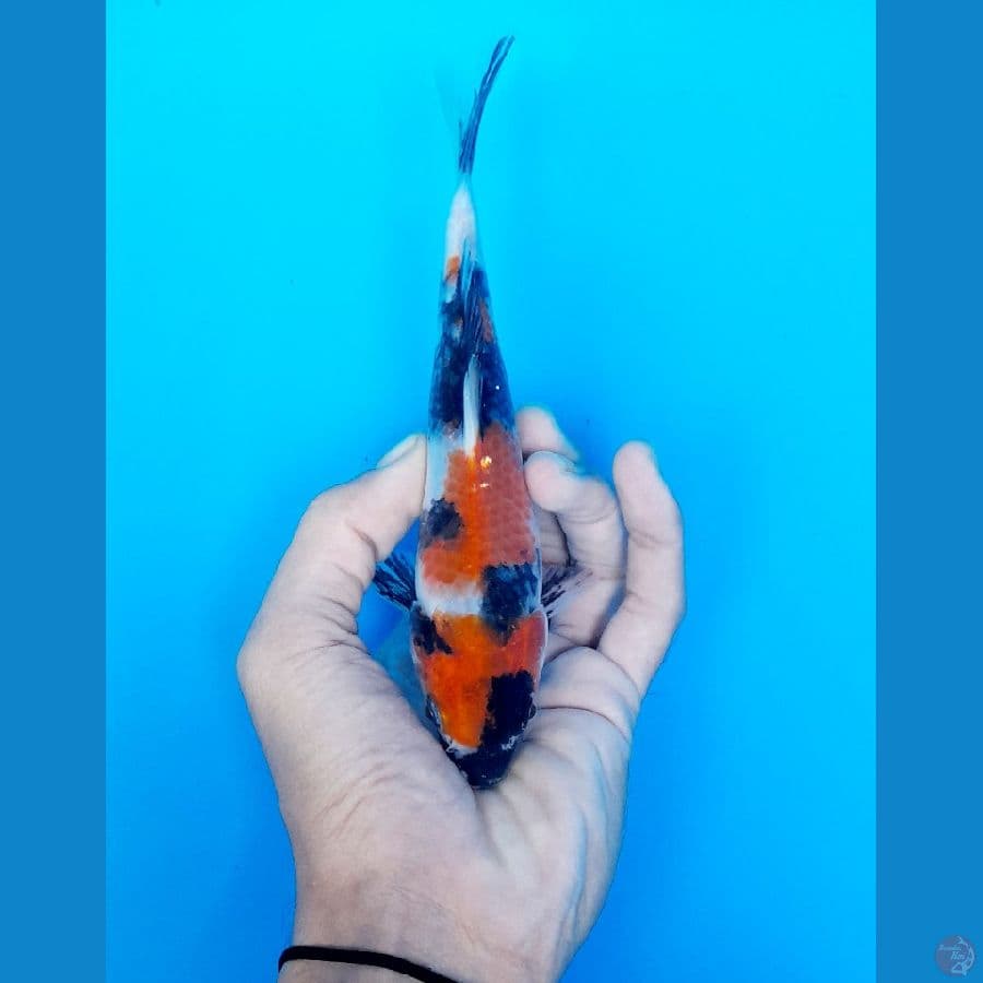 showa 17cm