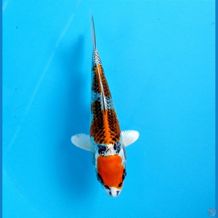 kujaku 17 cm