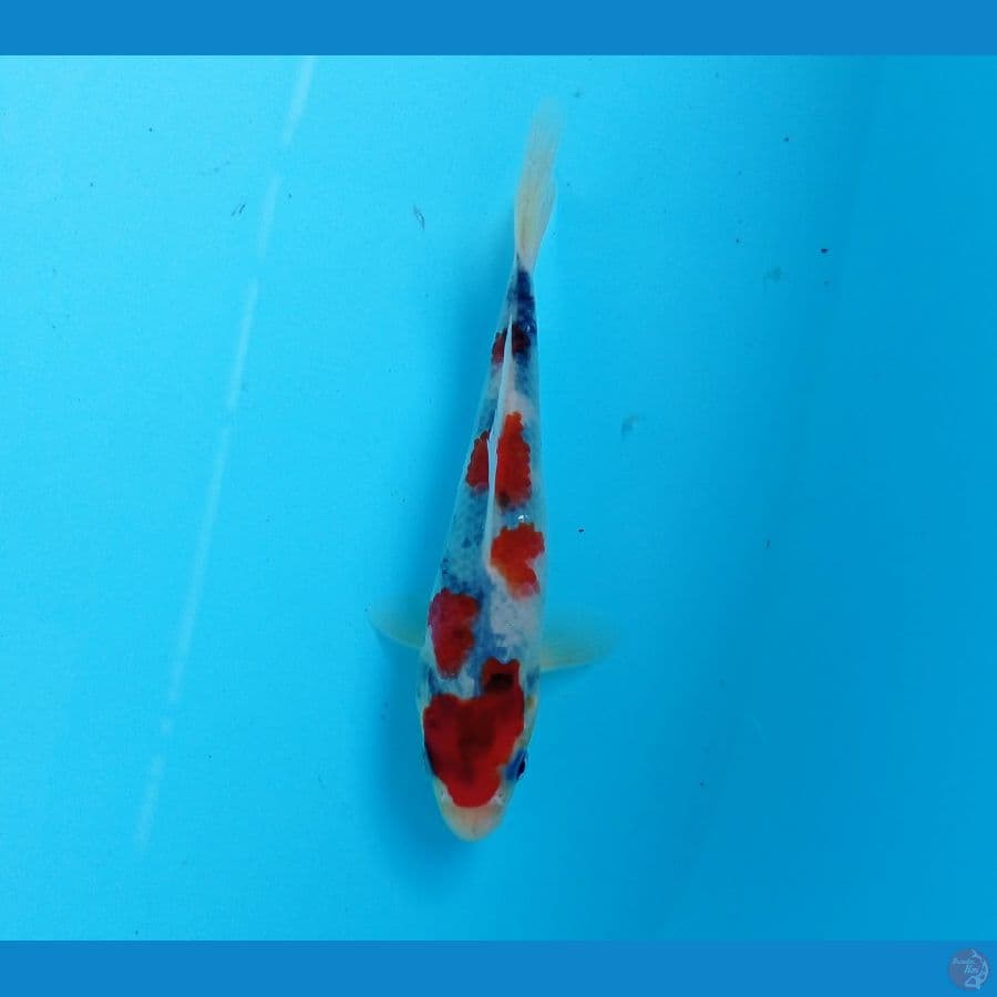 showa 15 cm