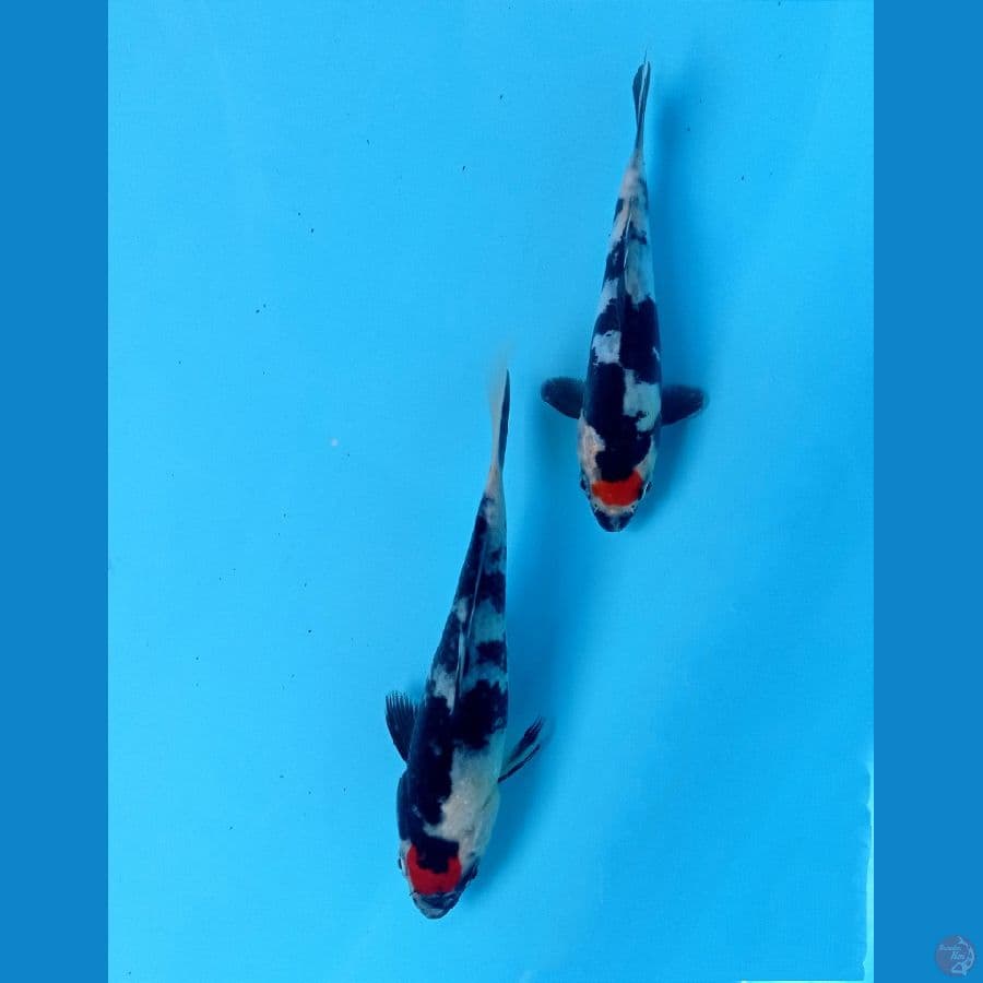 tancho sowa 12-14 cm