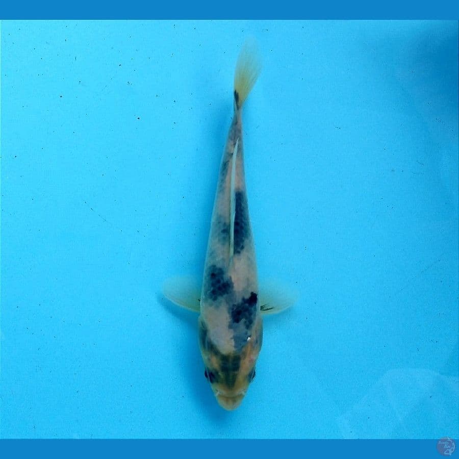tategoi 17 cm
