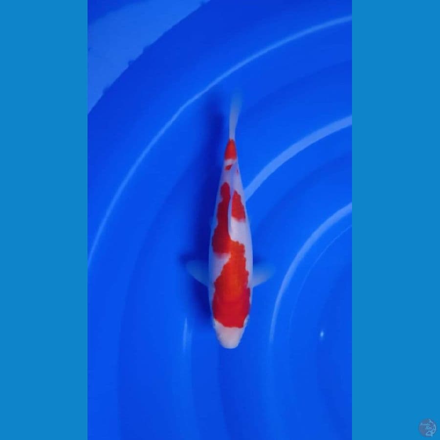 Original Kohaku Ready Show 20.Cm