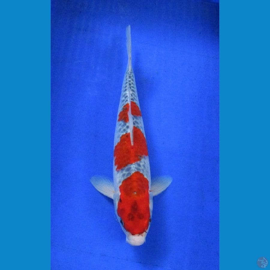 goshiki ±33cm