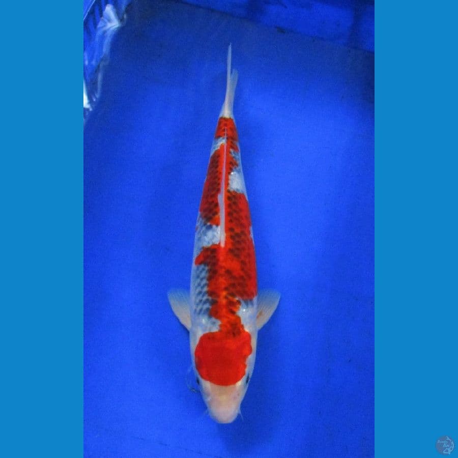 goshiki ±37cm