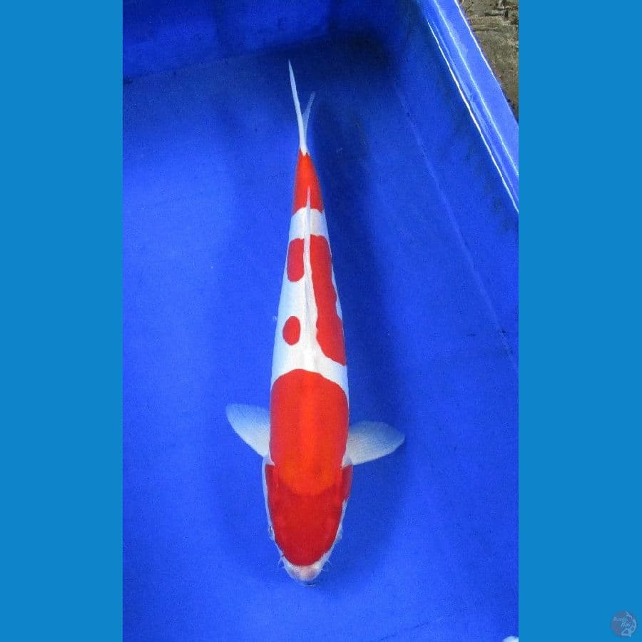 doitsu kohaku ±37cm