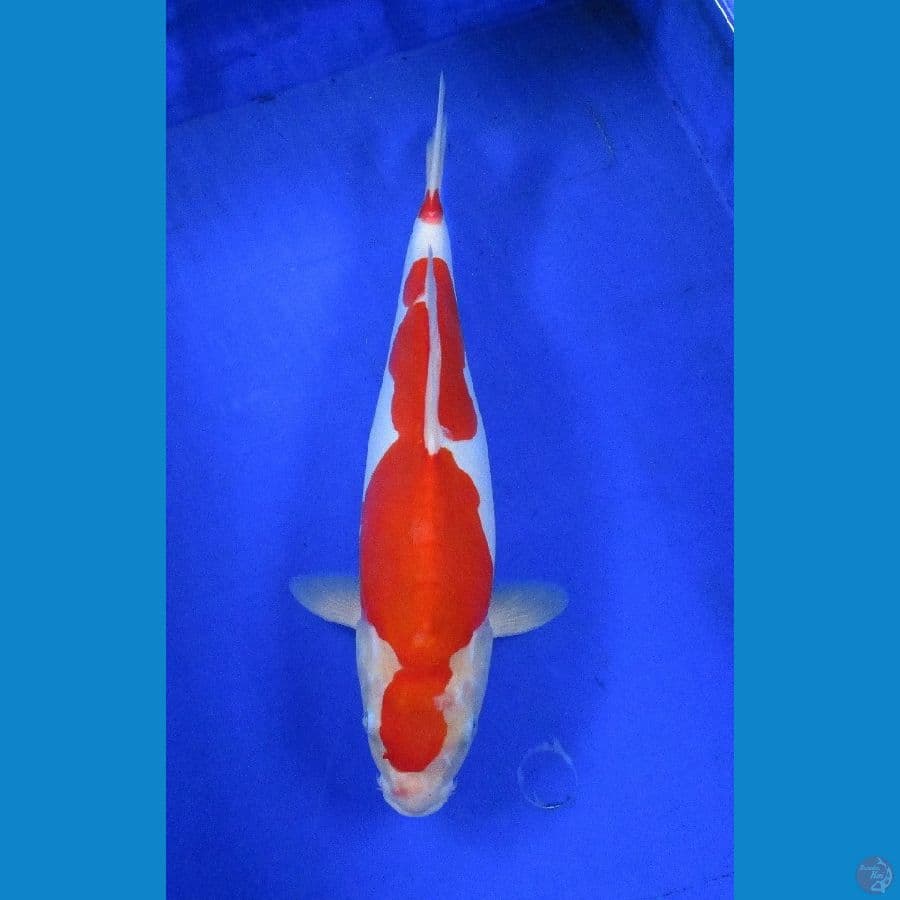 kohaku ±36cm doitsu
