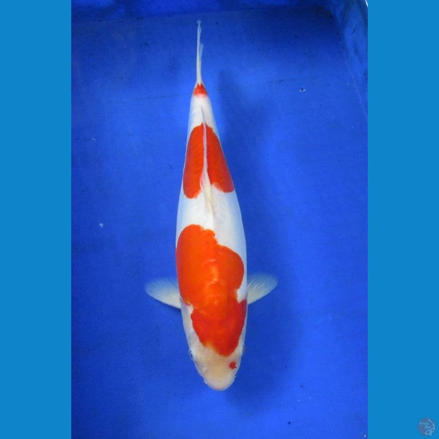 doitsu kohaku ±36cm