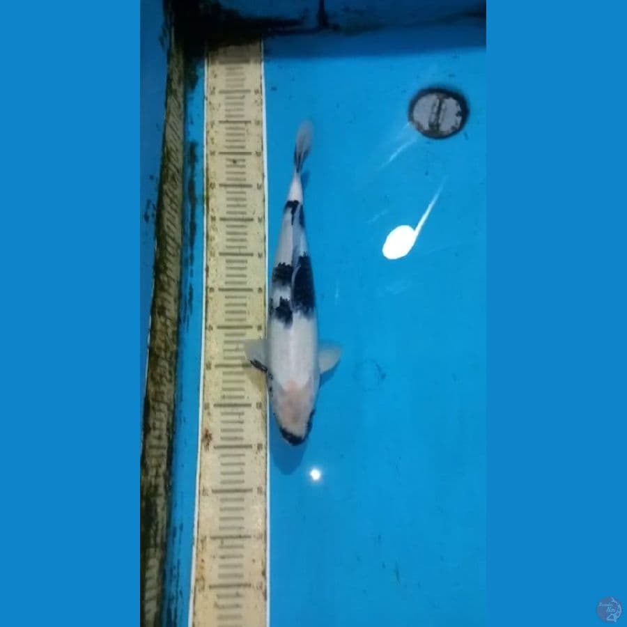 Shiro 38cm