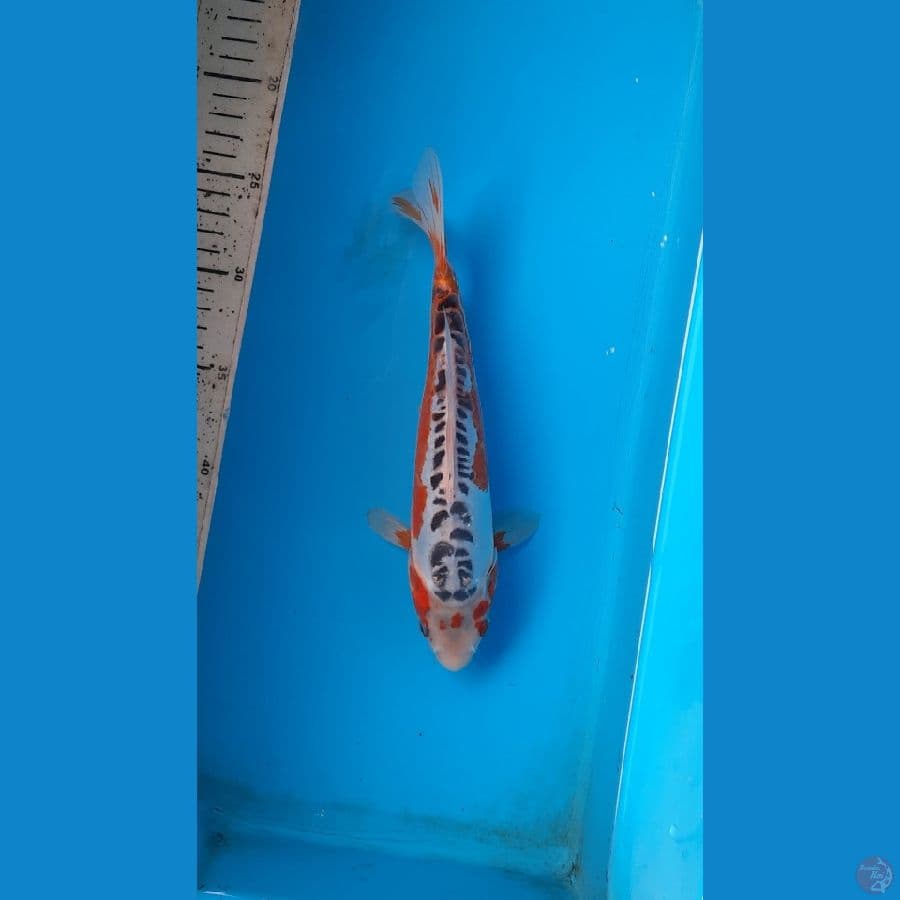 25cm