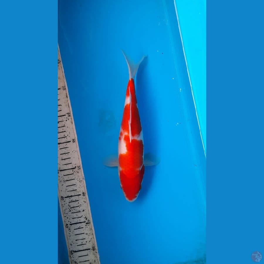 kohaku