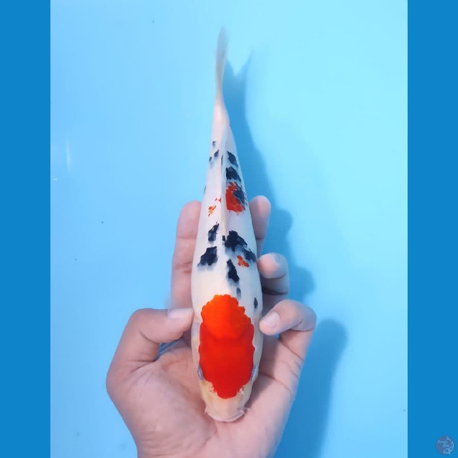 SANKE 22CM - FEEMALE