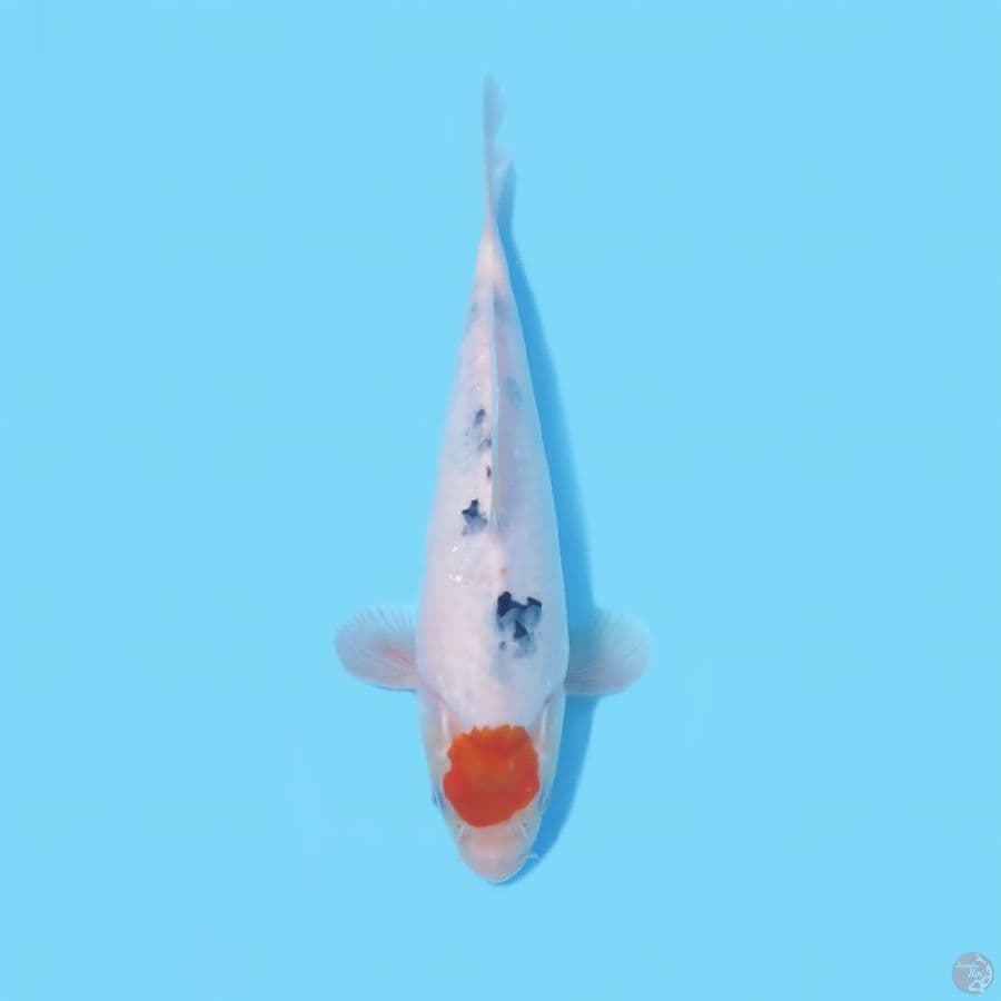 TANCHO SANKE TATEGOI 27 CM - FEEMALE