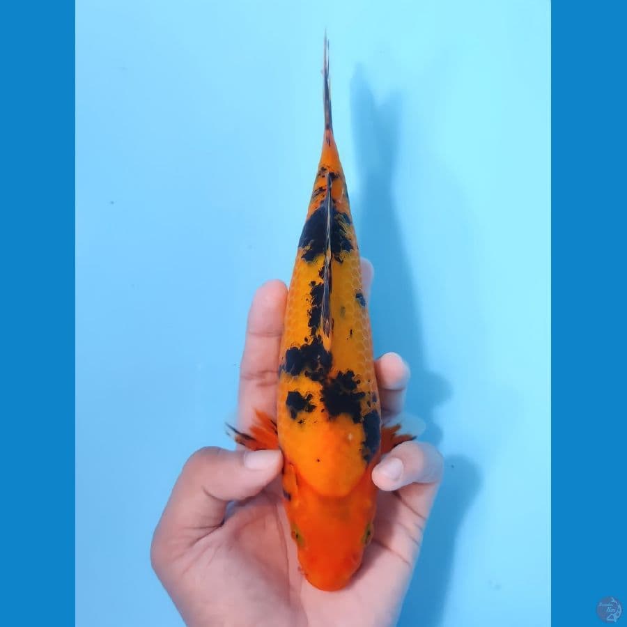 AKA BEKKO 22CM - MALE