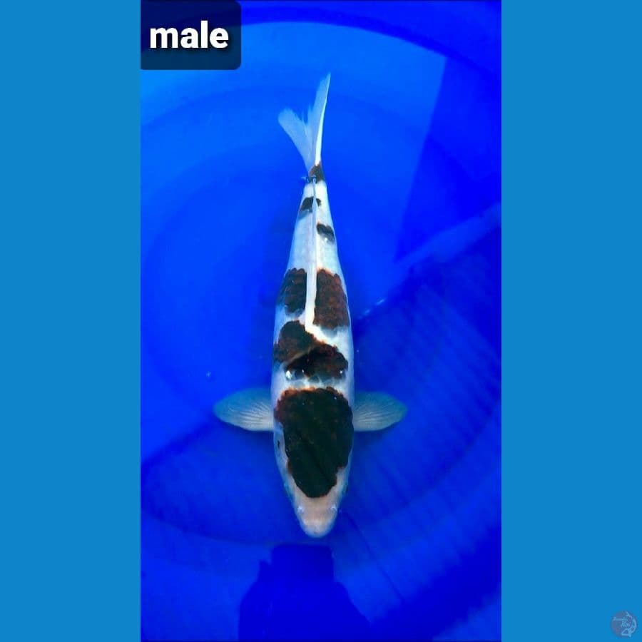 goromo sq 34cm male