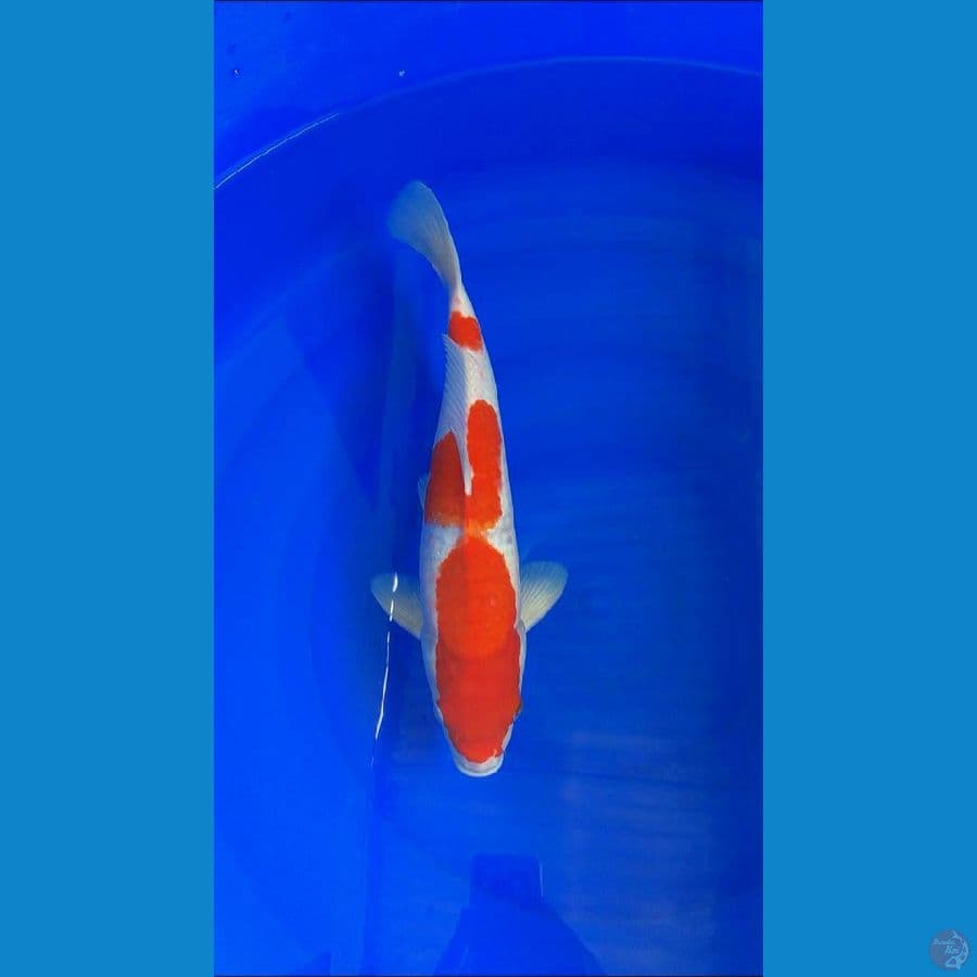 kohaku 39cm male