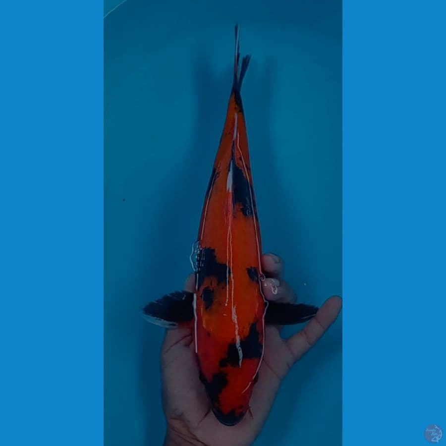 utsuri 35 cm male