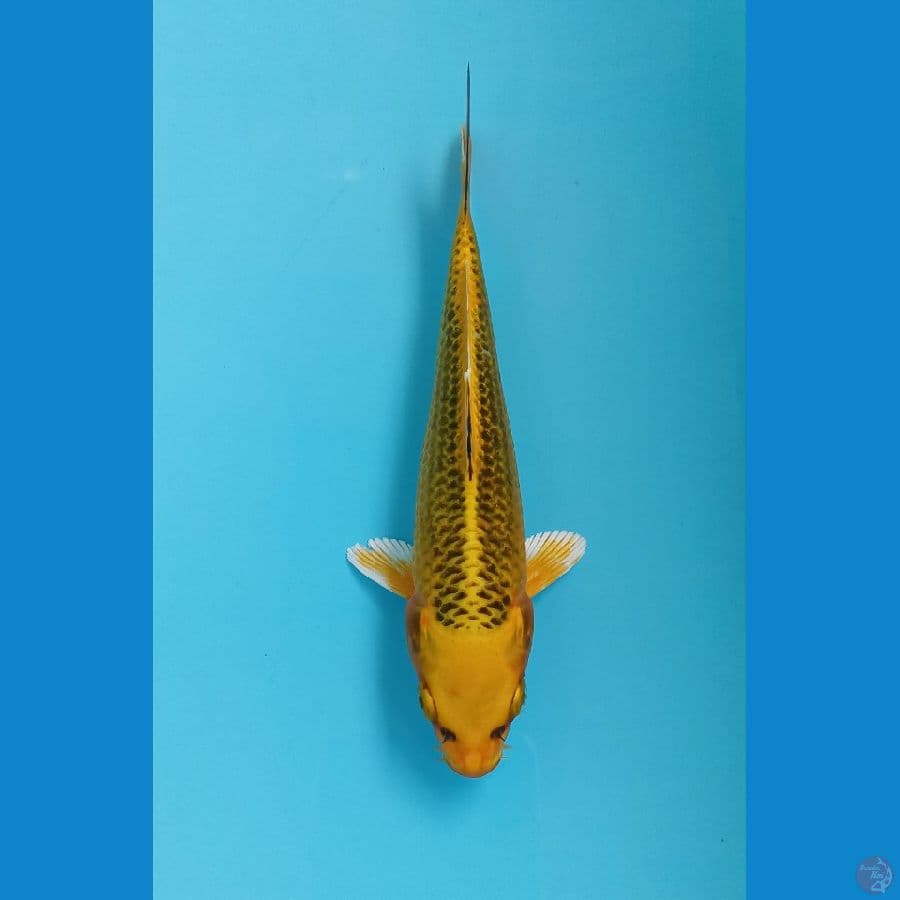 kin madsuba 17cm