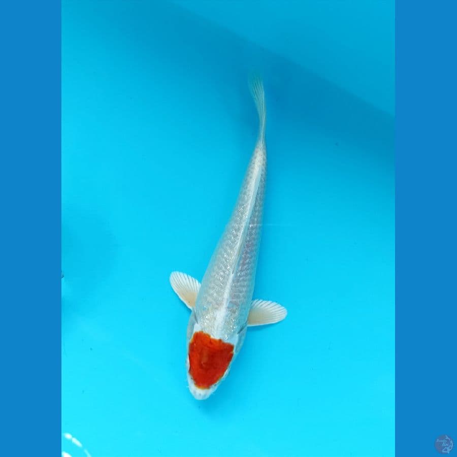 tancho 18cm