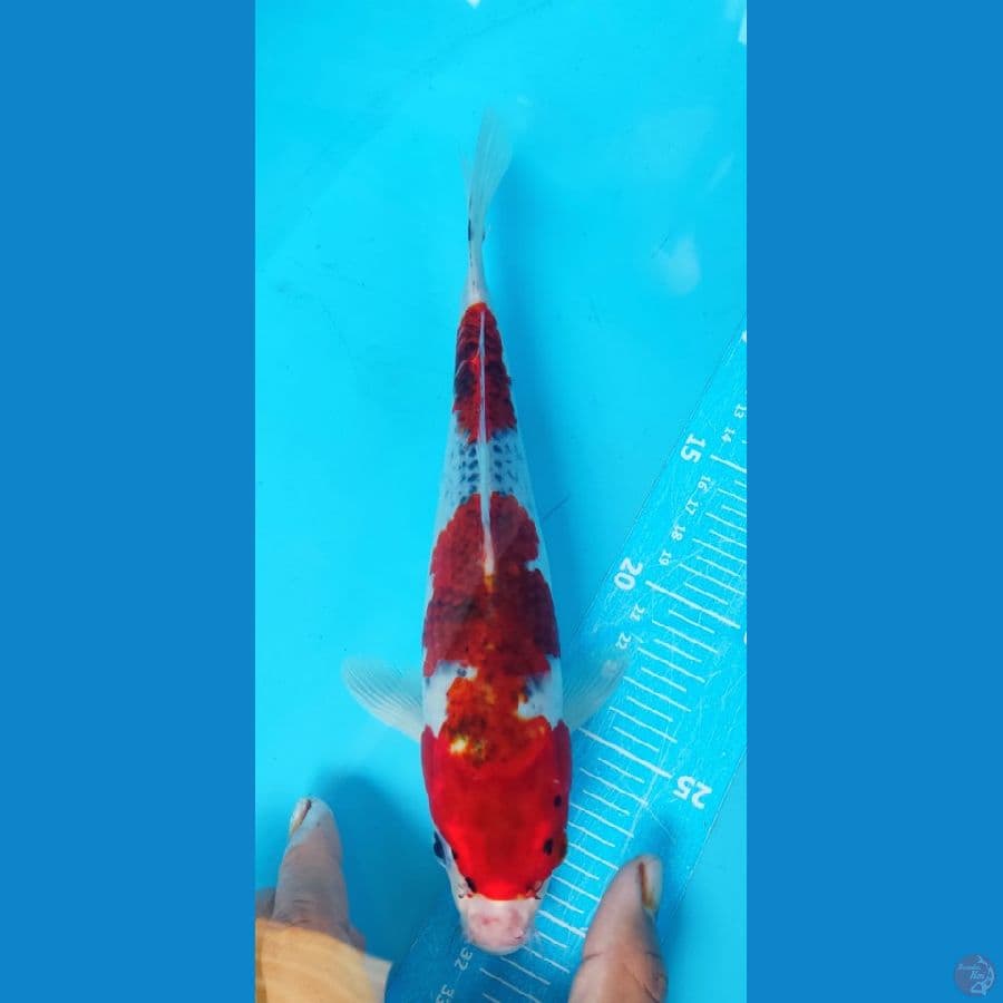 GHOSIKI 26CM