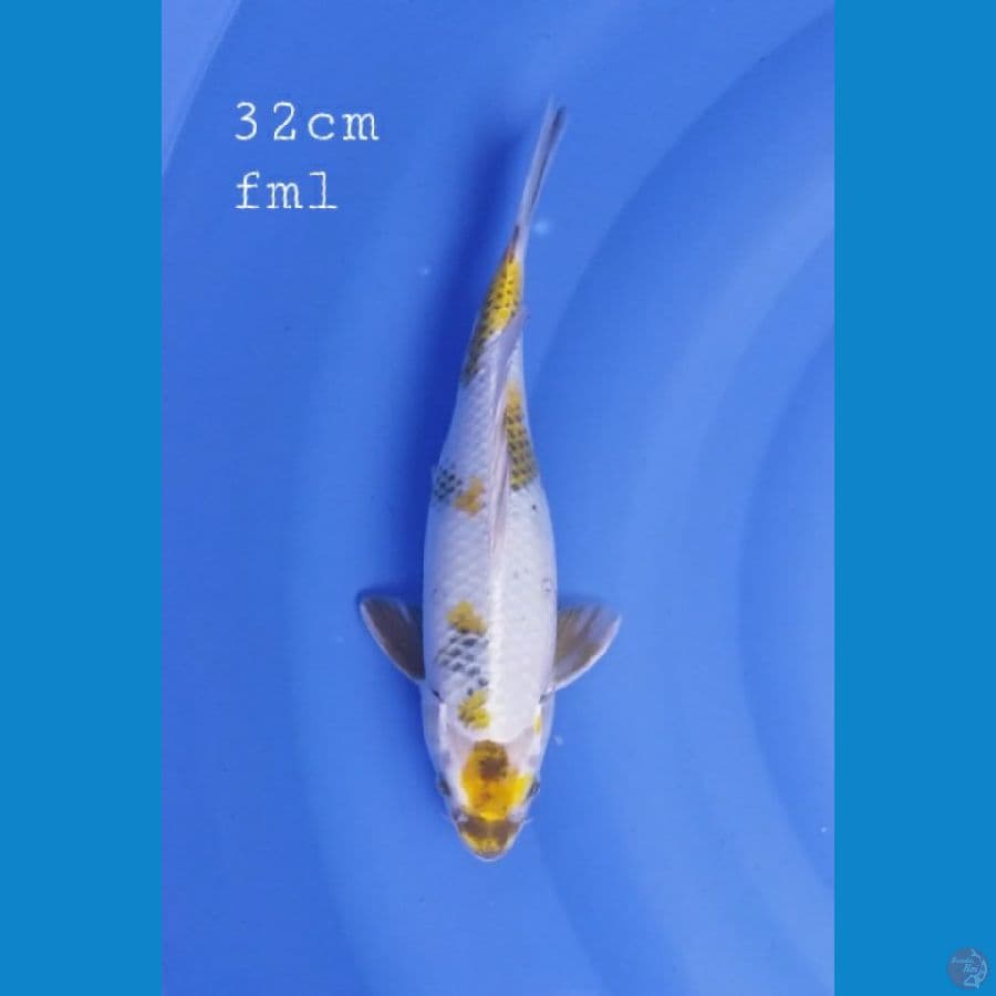 Kin showa 32cm/ml