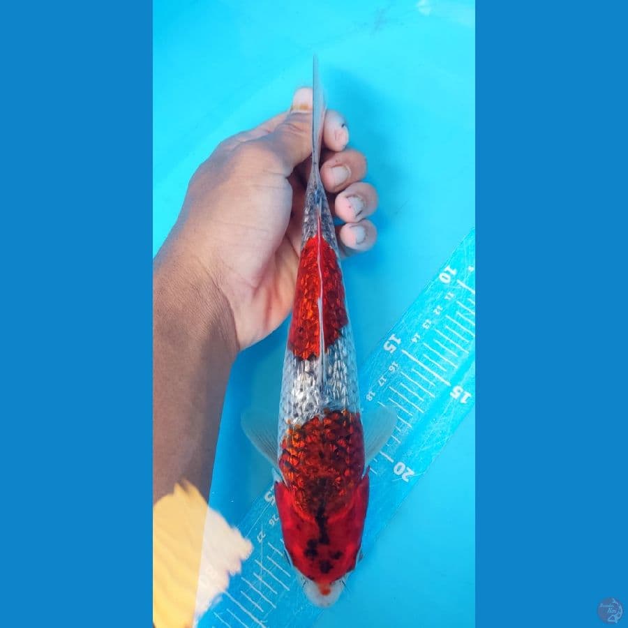 Ghosiki 27cm