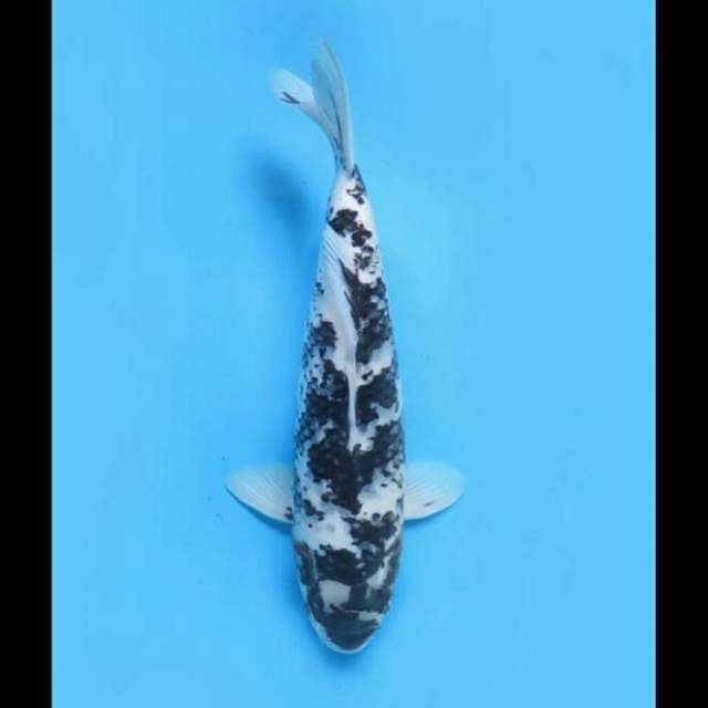 42cm - Unique Jumbo Shiro