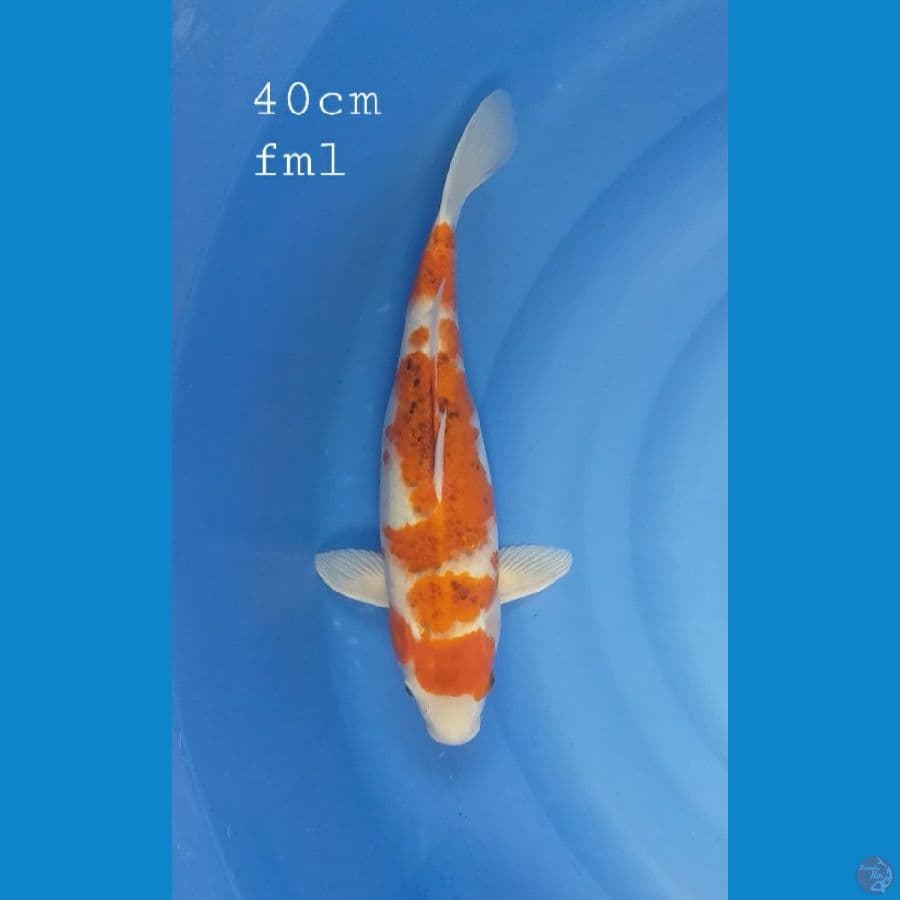 kawarimono 40cm/fml