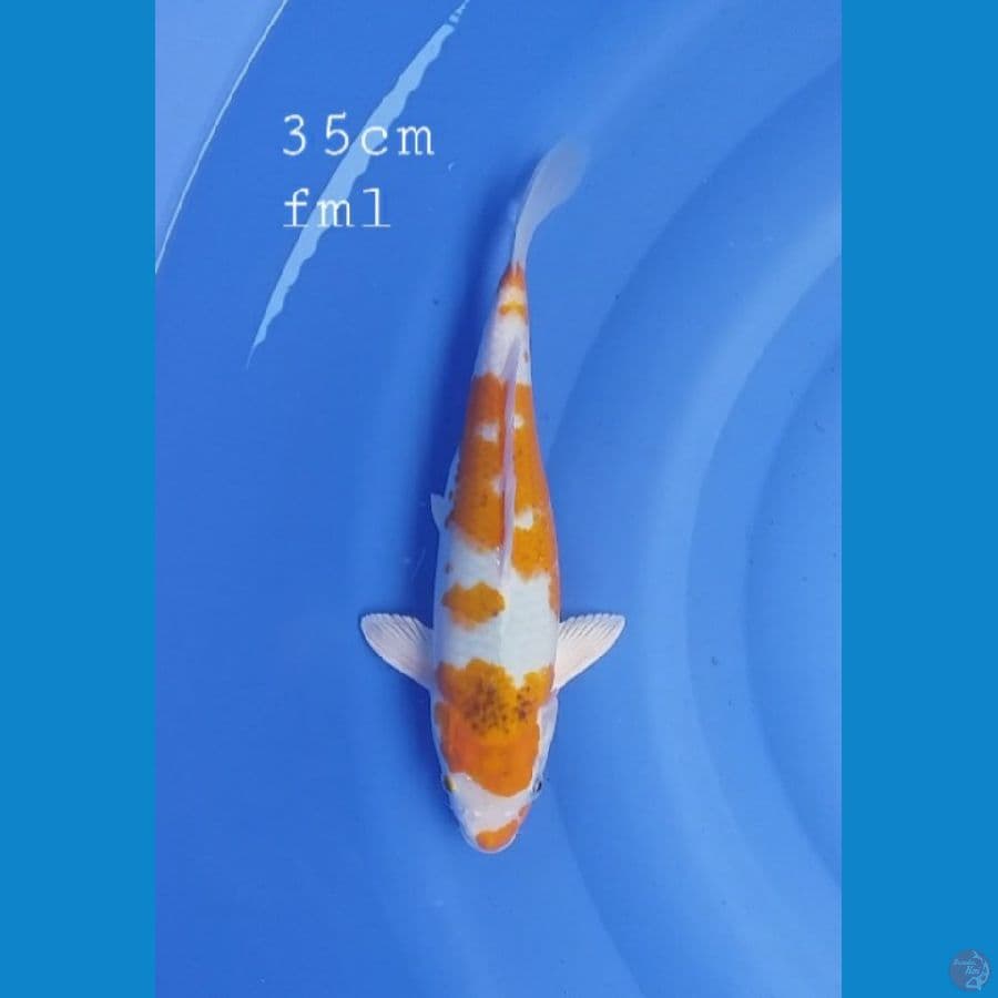 kawarimono 35cm/fml