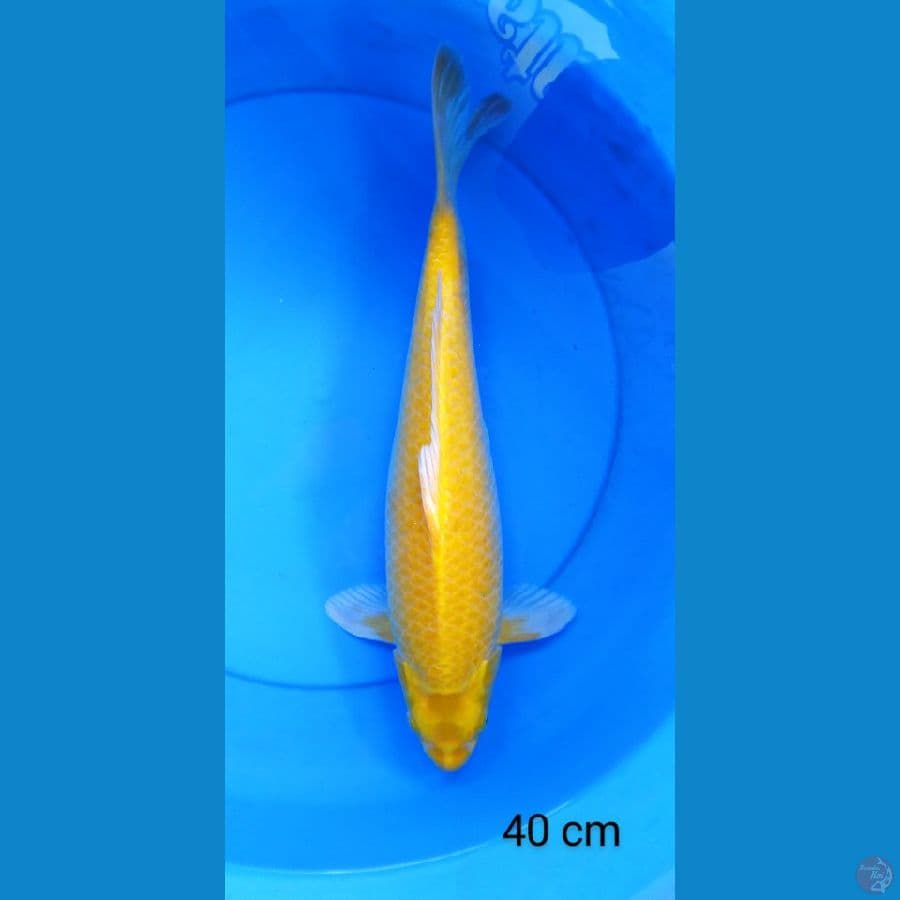 karashi punuk male mata merah 40 cm