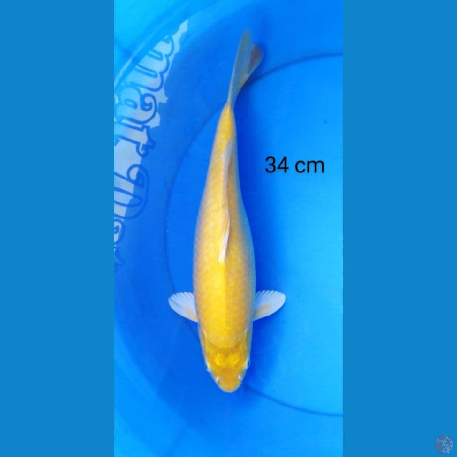 karashi punuk red eye 34 cm