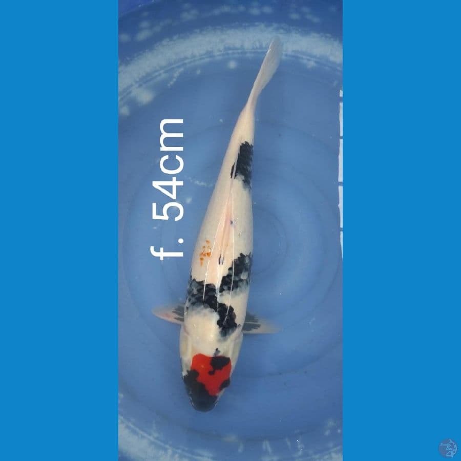 tancho showa ////f 54 cm