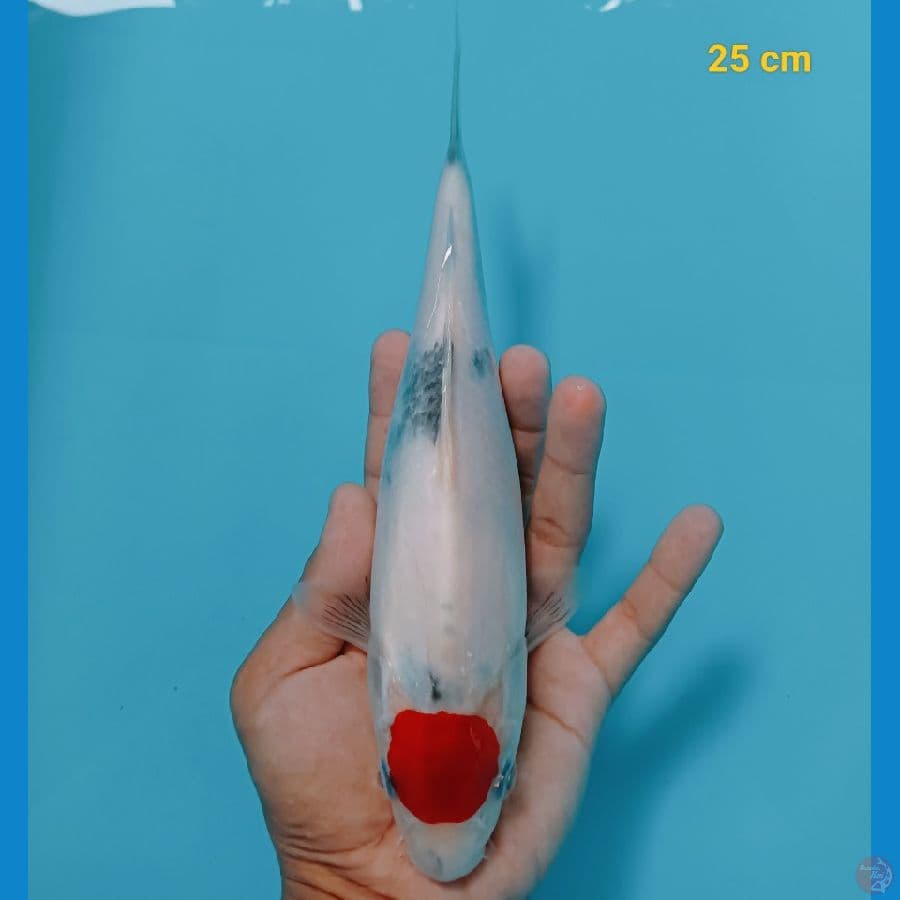 Tancho showa original 25 cm
