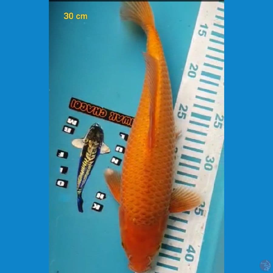 caramel male 30 cm