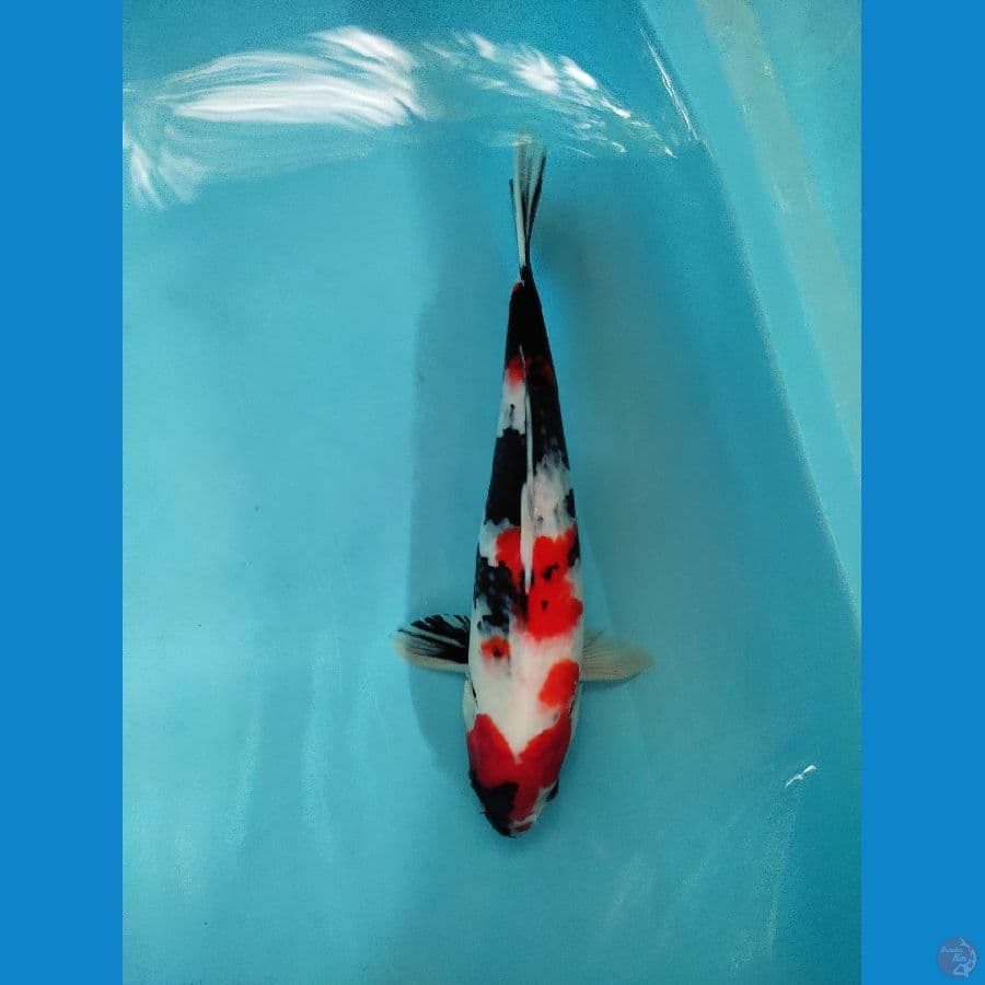 Showa 29 cm male