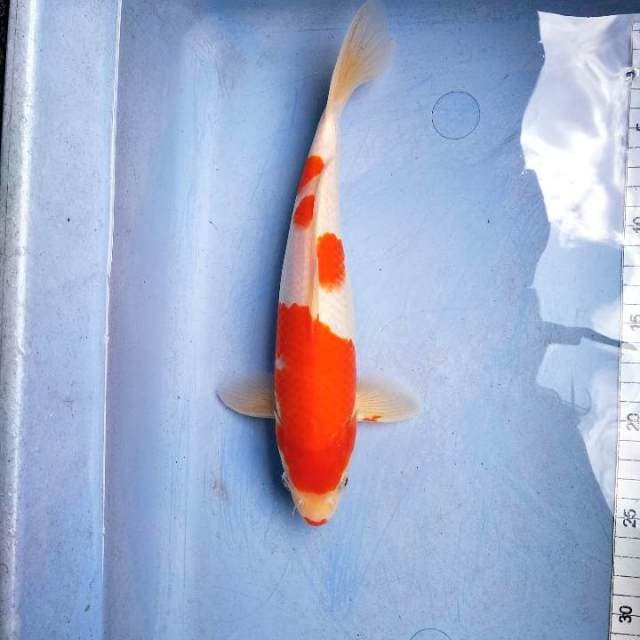 Kohaku kucibeni