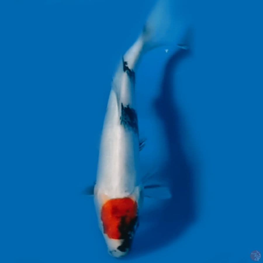 15cm