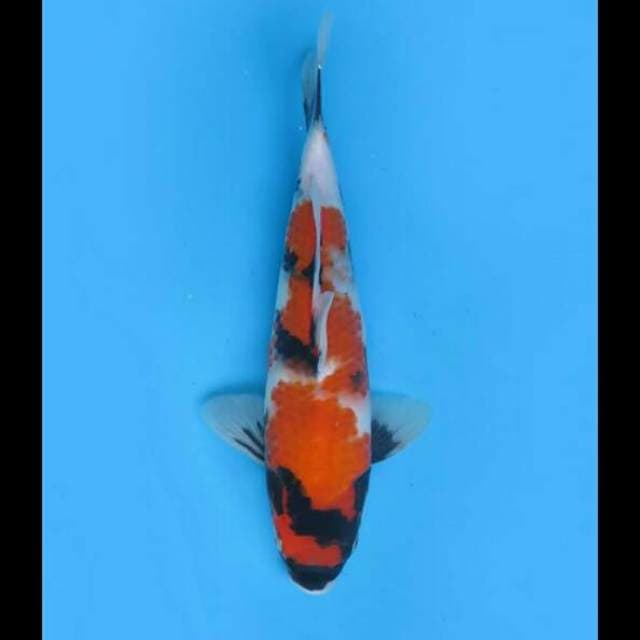 30cm - F1 Showa Sanshoku