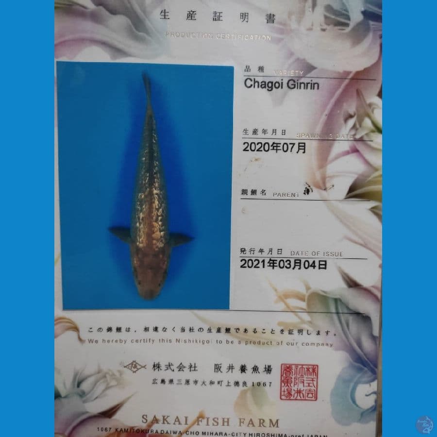 Ginrin Sakai 60cm
