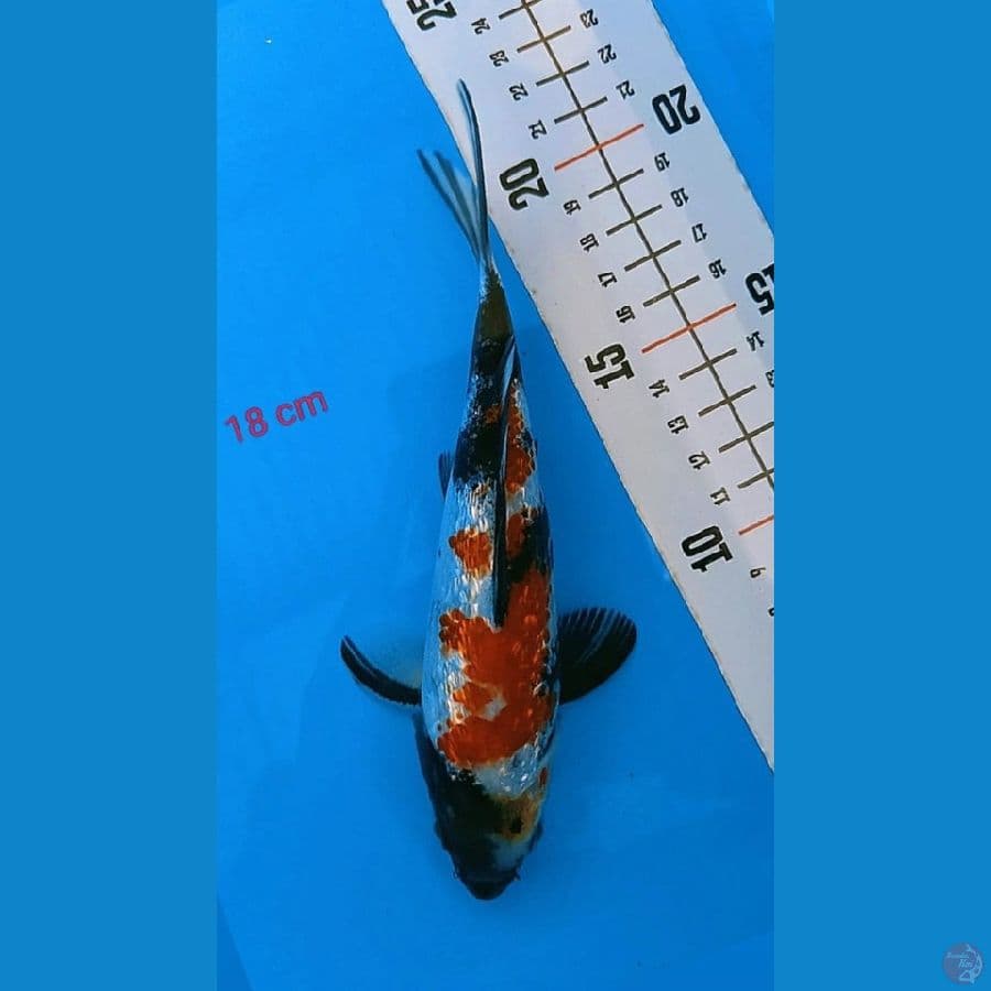 Showa Gindrin 18cm