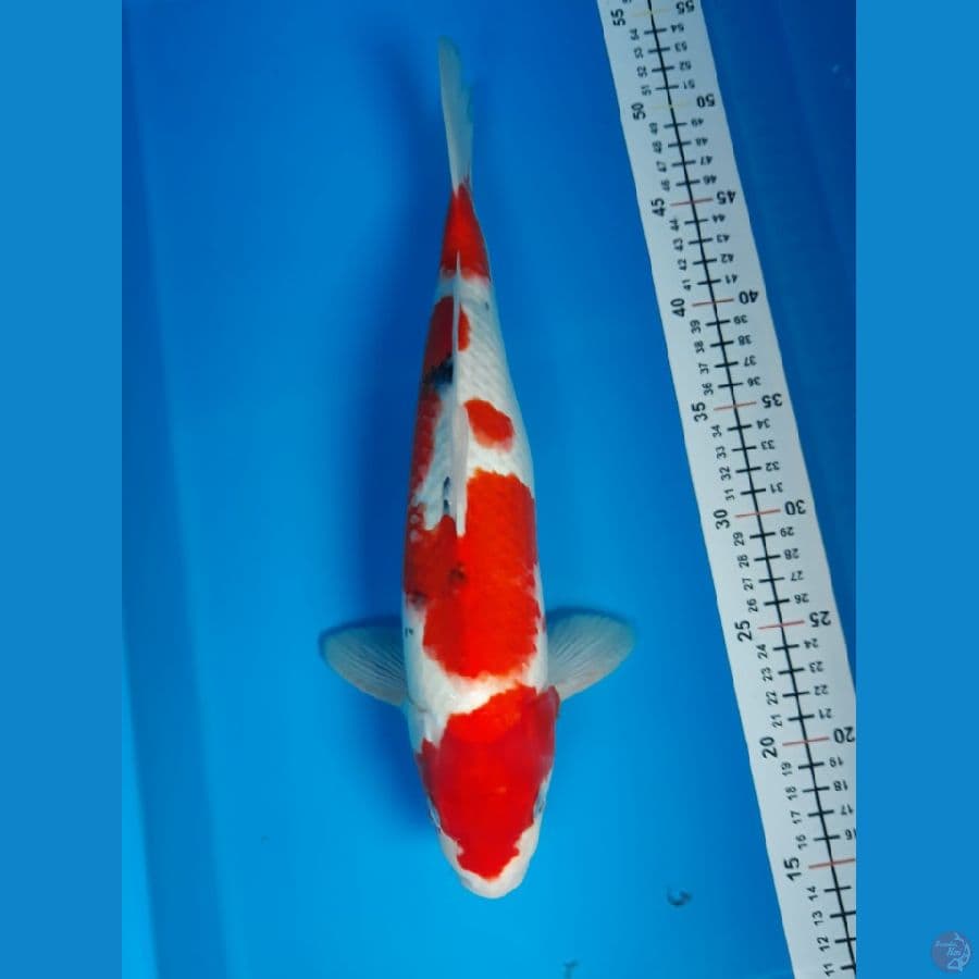sanke f 34