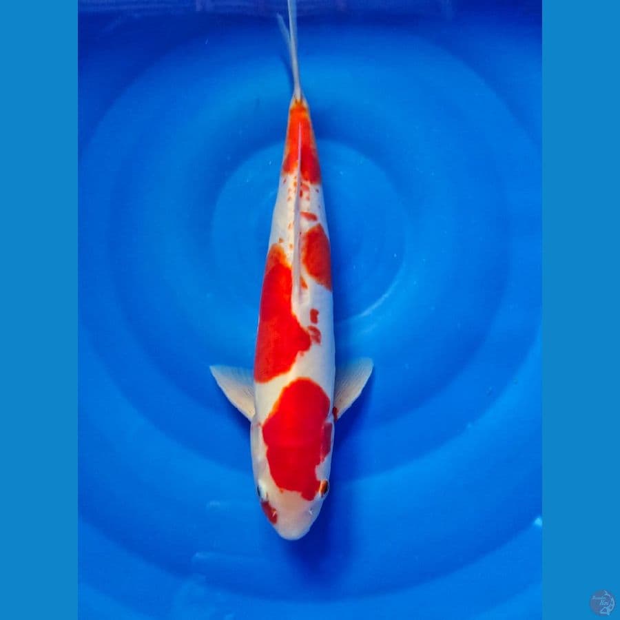 doithsu male 31cm
