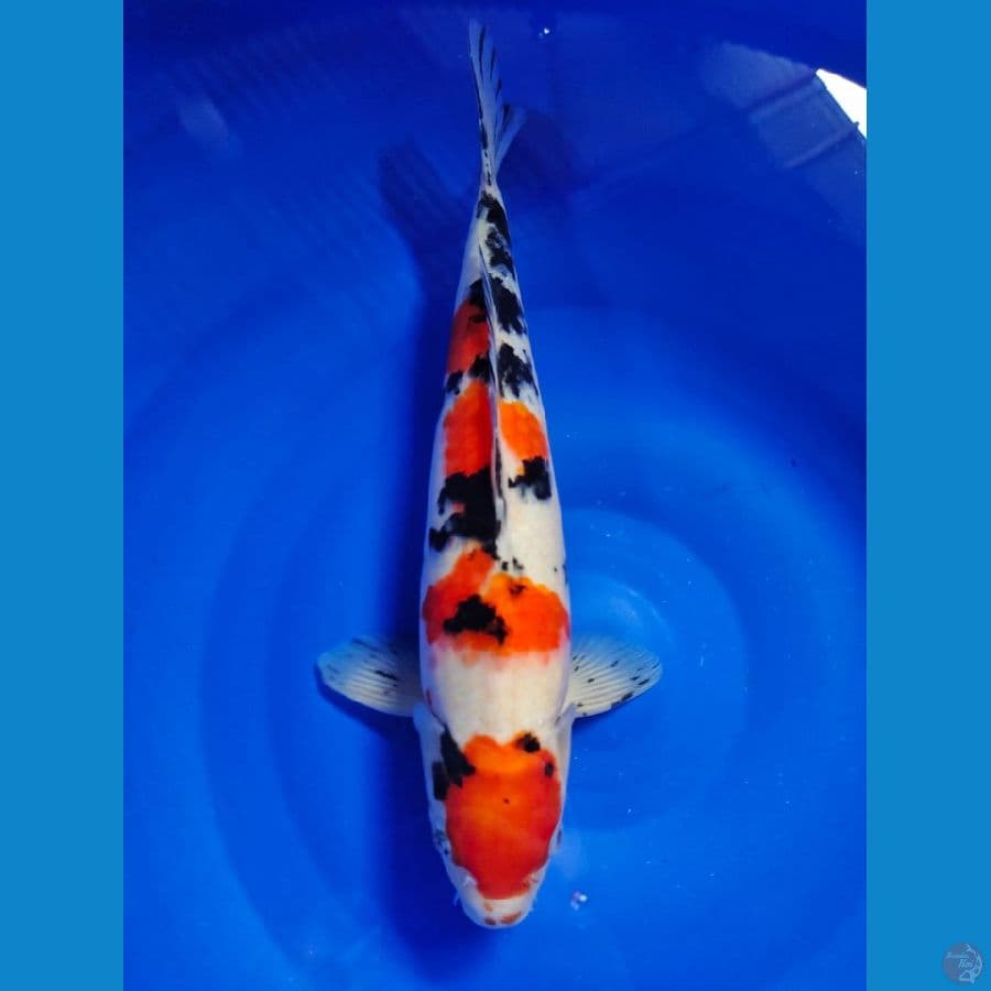 sanke 33cm