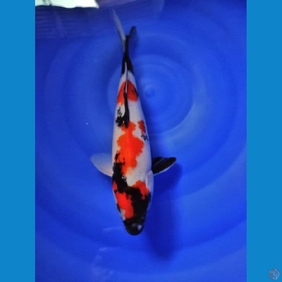 showa 30cm