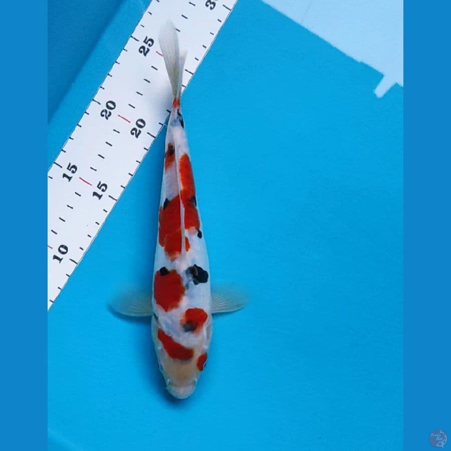 sanke doit 23cm