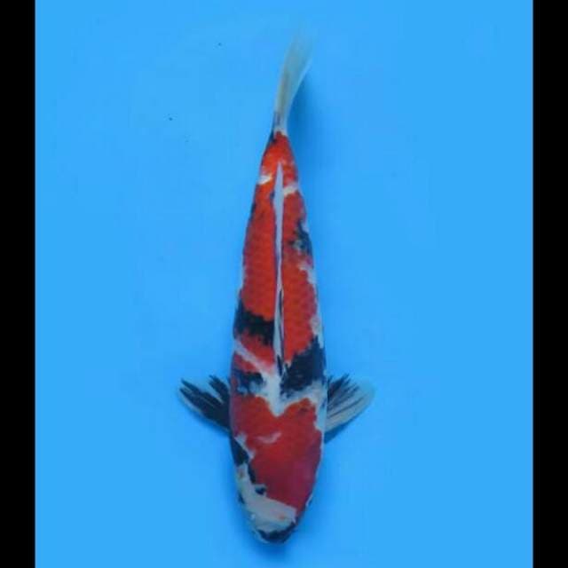 37cm - F1 Showa Sanshoku