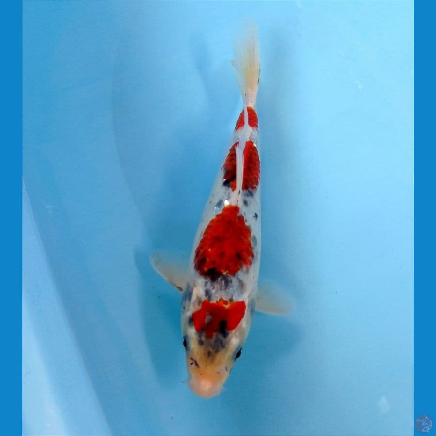 goshiki 21 cm