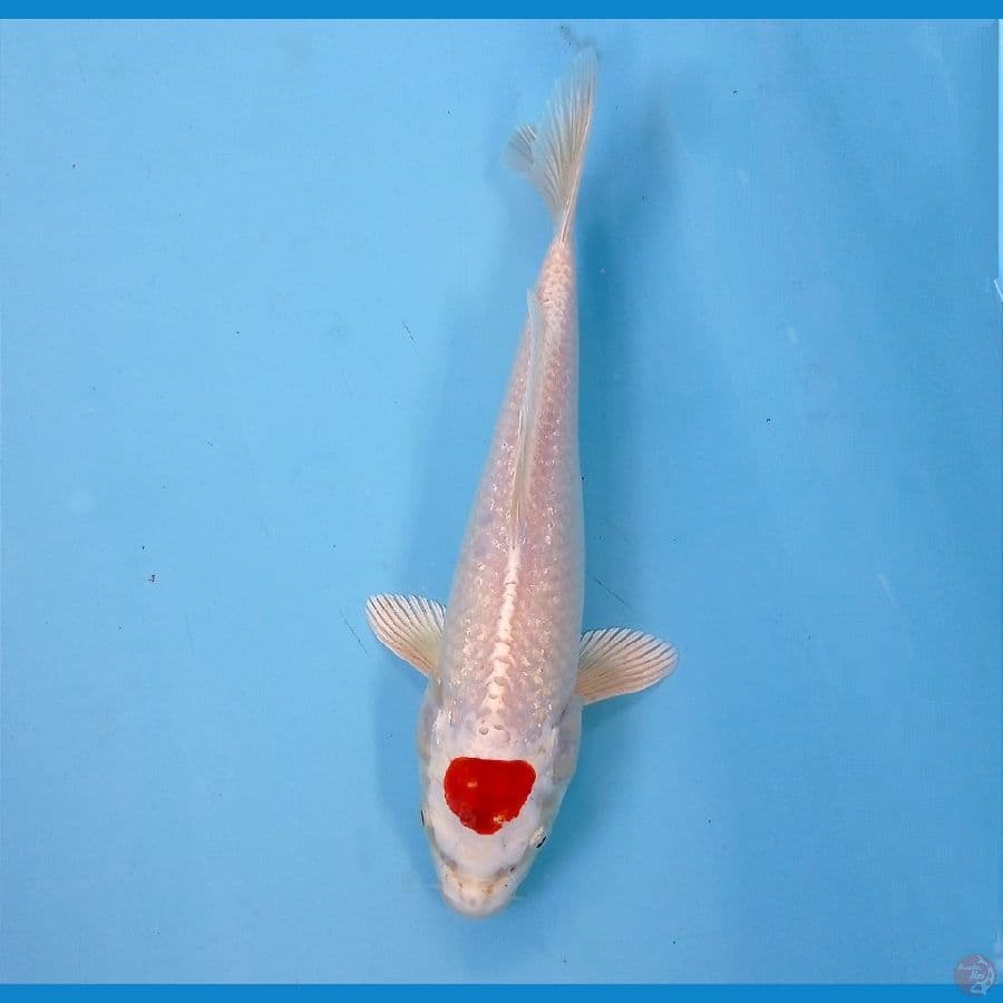 tancho kikushui 23 cm