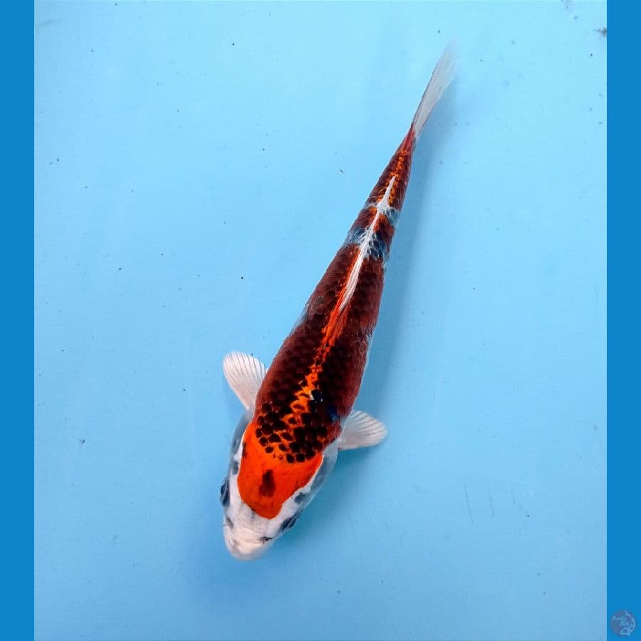 kujaku 19 cm