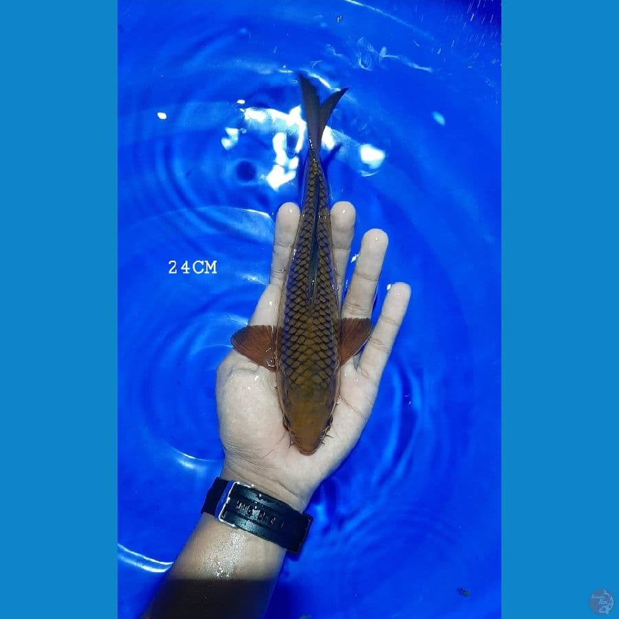 Chagoi 24CM