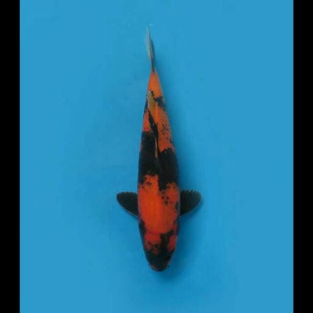 35cm - F1 Hi Utsuri Hq Calon Jumbo